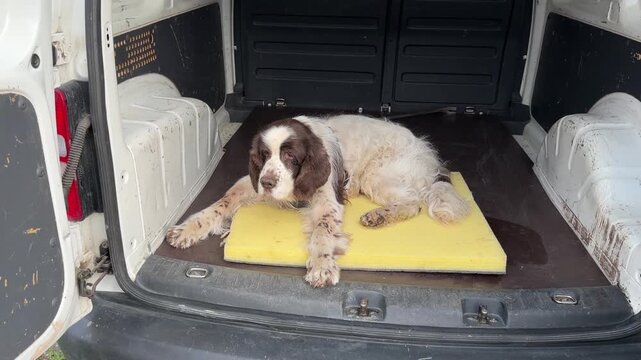 Brown and white english springer spaniel lying comfortably on a yellow mat in the back of an open van on a summer day.