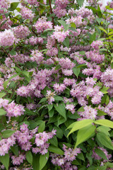 Fototapeta premium A close-up of a Deutzia hybrida bush densely covered with delicate pink and white bell-shaped flowers. The shot captures the complex texture of the dense blooms against a backdrop of vibrant green 