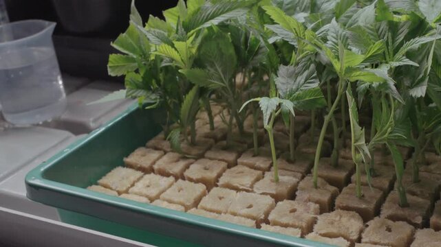 Macro shot of cannabis propagation process, showing a fresh seedling cutting being trimmed and placed into a rooting medium for new plant growth in a controlled indoor farm.