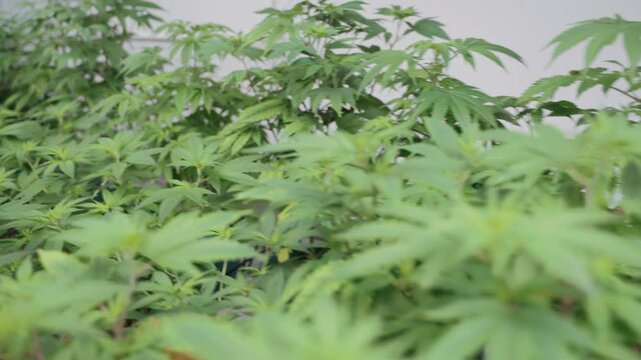 High-detail footage of healthy cannabis plants in an indoor Thai grow operation, illuminated by advanced LED lighting for optimized yield and quality.