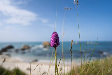 La belle fleur © antoine