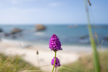 La belle fleur et la mer © antoine