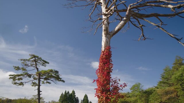 紅葉の名所 秋の鳴子峡の風景　Autumn scenery of Naruko Gorge, a famous spot for autumn foliage.