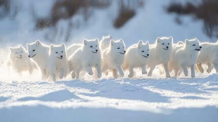 Obraz premium Group of white arctic foxes run through deep snow on a bright winter day.