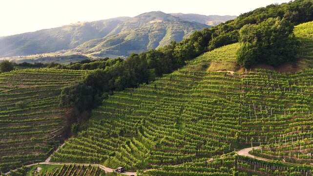 Aerial landscape view of the italian prosecco hills, vineyard rows, on a sunny evening