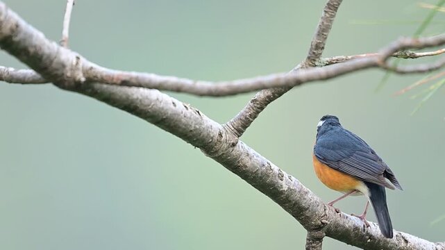 High-definition clip of a small migratory old world flycatcher bird resting on a tree stem, chirping during a crisp morning.