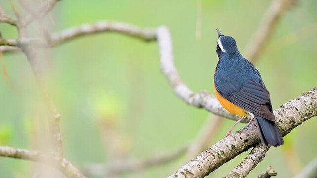 Close-up cinematic footage of a wild songbird vocalizing during springtime, showcasing real-time head movements, feathers twitching in the wind, and sharp focus on its distinct black eye stripe.