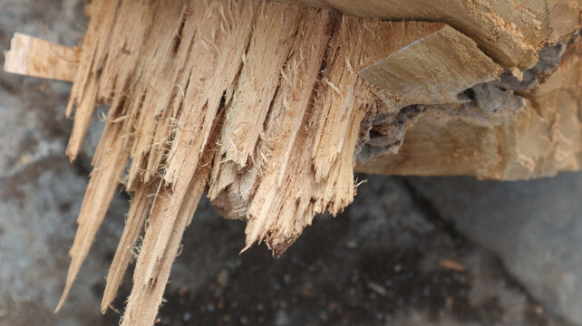 Extreme close-up of splintered wood fibers showing sharp fractured edges and rough texture