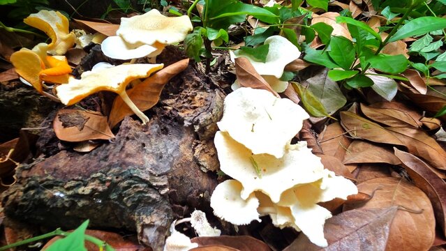 Wild edible Lentinus squarrosulus mushrooms on a decaying wooden log surrounded by green leaves.