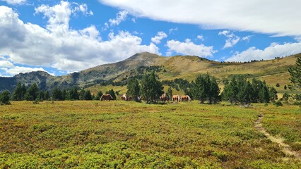 Fototapeta premium Paysage estival des Pyrénées françaises : un troupeau de chevaux broutant dans les champs de myrtilles au pied du pic de Tarbésou, près du port de Pailhères (Pyrénées ariégeoises)