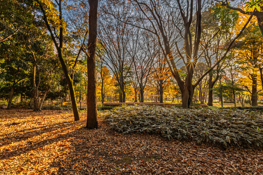 Radiant winter sunburst filtering through trees over a sasa grass and leaf-covered ground in Kitanomaru Park December 2023