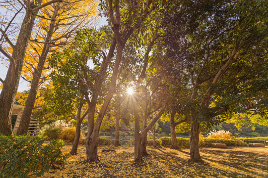 Dazzling sunlight filtering through green trees onto a vibrant yellow ginkgo leaf carpet in Kitanomaru Park December 2023