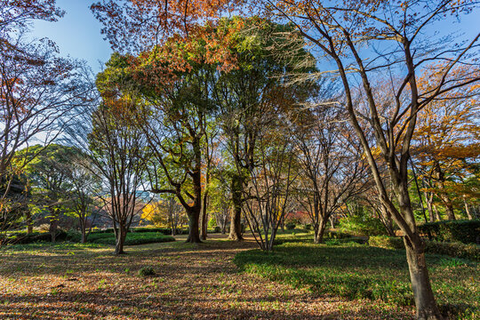 Serene park clearing with diverse trees and a carpet of dry leaves in Kitanomaru Park December 2023