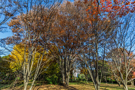 Majestic winter trees and colorful ginkgo reaching towards a clear blue sky in Kitanomaru Park December 2023