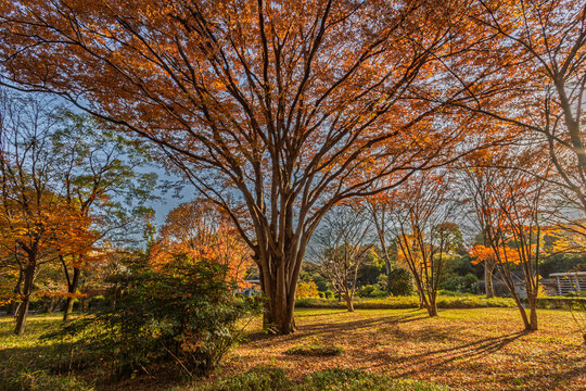 Dramatic winter view of a massive tree casting long shadows on a leaf-covered lawn in Kitanomaru Park December 2023