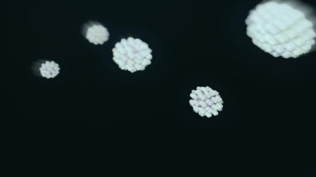 Biological model of Hantavirus pathogen