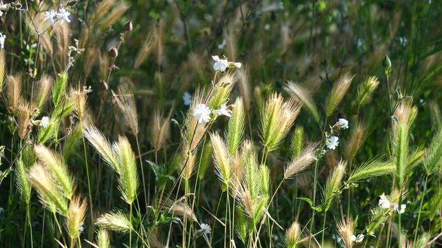 Close-up of foxtail grass and white flowers in natural meadow setting