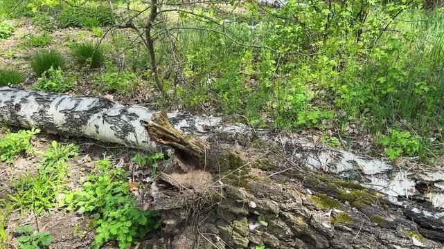 Rotten trunks of fallen birches in a spring forest