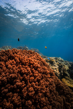 A dense garden of brown soft corals covering the ocean floor under a clear blue surface, shot on a freedive.
