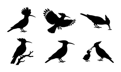 Hoopoe Bird Silhouettes Collection, Six Vector Poses, Elegant Avian Wildlife Graphics, Natural Beauty Iconography © Jeba