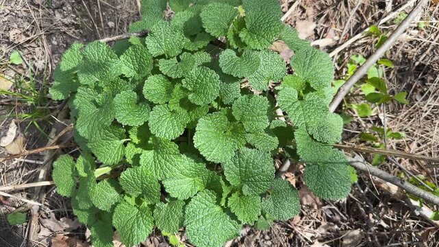 Bush of the young dead-nettle, top view close-up