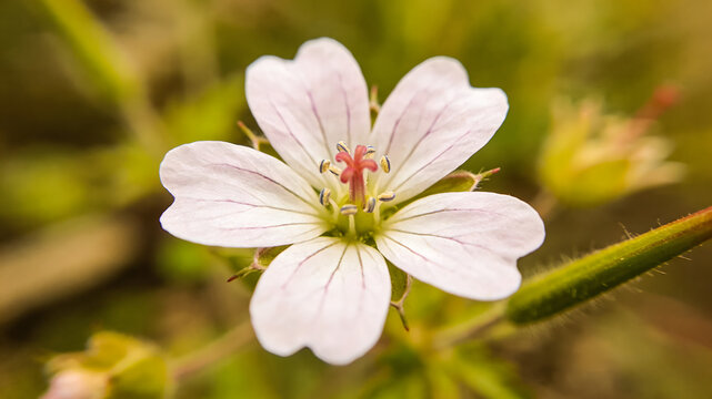 Delicate white geranium flower with pink veins on green foliage background