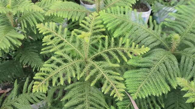 Araucaria heterophylla Norfolk Island Pine Ornamental Evergreen Tree In Garden Setting