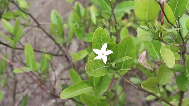 Carissa carandas Bengal Currant Flower Blooming Among Glossy Green Foliage