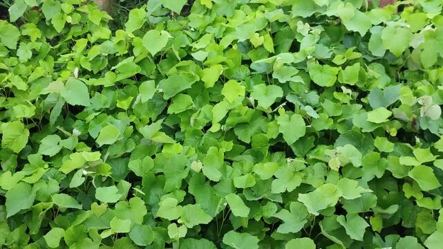 Dense Green Leaf Groundcover Texture Covering Garden Floor With Fresh Foliage