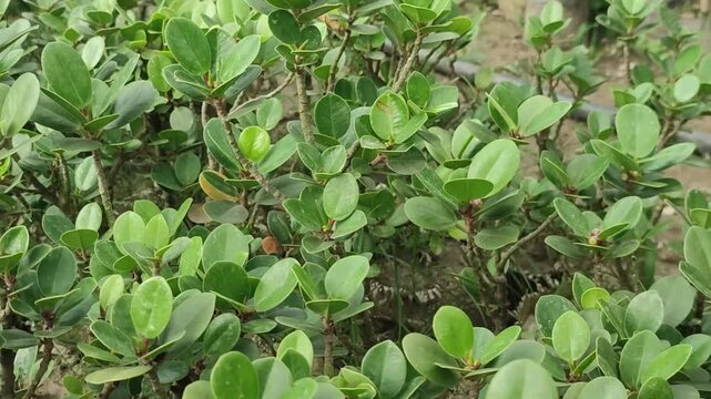 Ficus microcarpa Chinese Banyan Plant With Dense Green Tropical Foliage