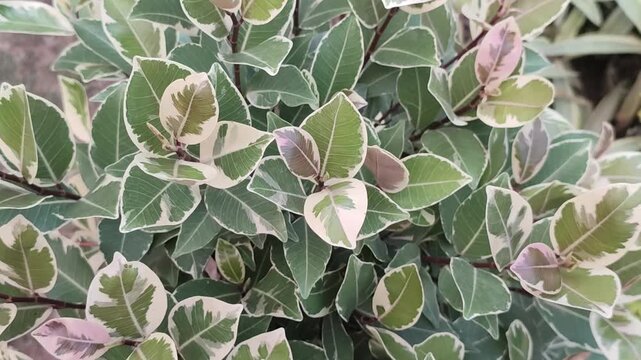 Ficus triangularis Triangle Fig Plant With Distinctive Green Heart Shaped Leaves