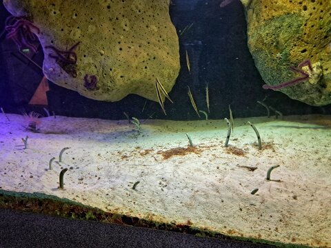 Spotted garden eels (Heteroconger hassi) poking out of the sand with thin razorfish swimming vertically in an aquarium tank.