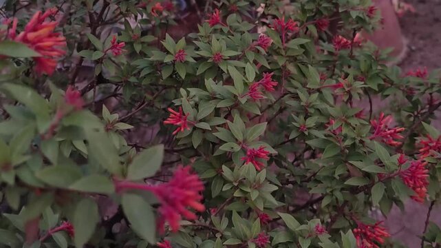 Hamelia patens Firebush Flower Growing Among Lush Green Foliage