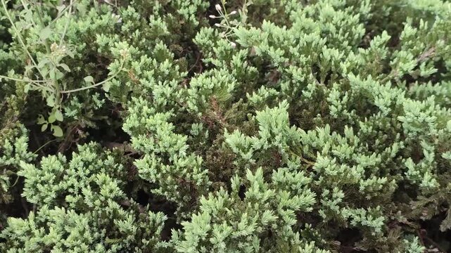 Juniperus squamata Flaky Juniper Evergreen Foliage With Rich Natural Texture