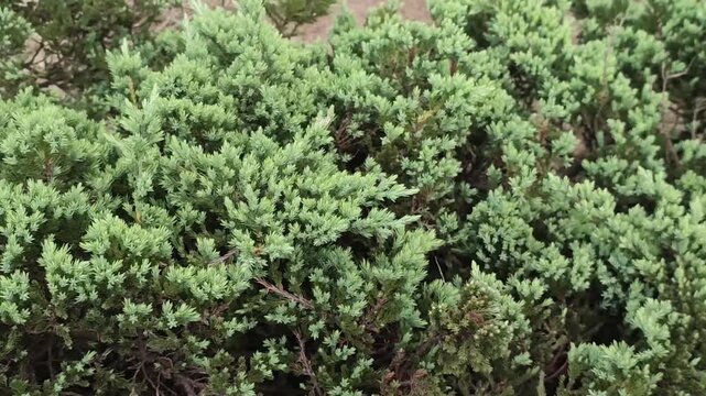 Juniperus squamata Flaky Juniper Plant With Dense Evergreen Garden Foliage