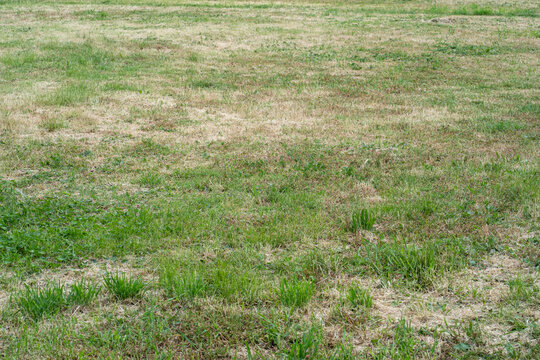 Patchy green lawn with dry grass spots