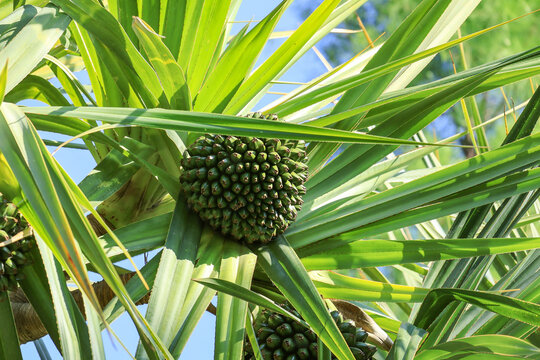 Green screw pine fruit on tropical pandanus tree