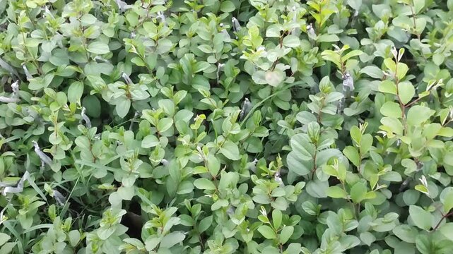 Prunus domestica Plum Plant With Healthy Green Leaves In Orchard