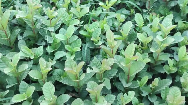 Psidium guajava Guava Plant Growing With Lush Green Tropical Leaves