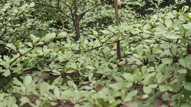 Terminalia mantaly Madagascar Almond Plant With Layered Tropical Foliage Structure