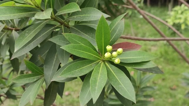 Xanthostemon chrysanthus Golden Penda Buds On Tropical Green Foliage Branch