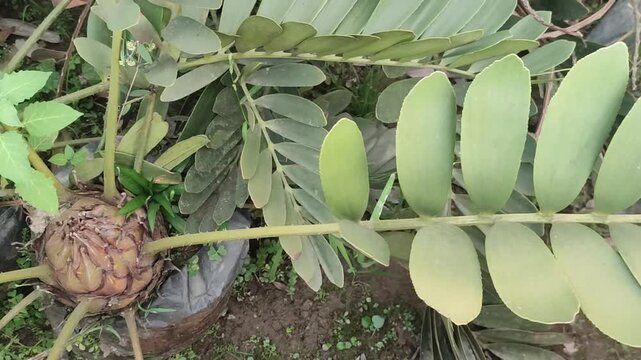 Zamia furfuracea Cardboard Palm With Thick Tropical Cycad Leaves In Garden