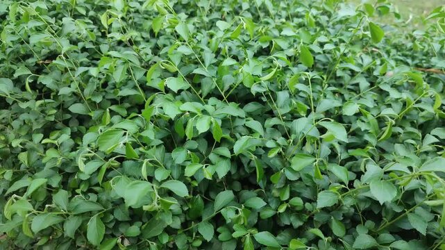 Acalypha siamensis Siamese Acalypha Ornamental Green Leaves Growing In Tropical Garden