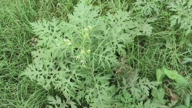 Ambrosia artemisiifolia Ragweed Plant Foliage Growing Wild In Green Natural Landscape