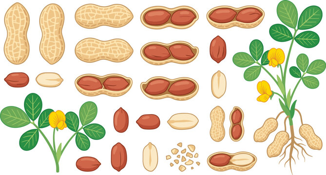 Peanut collection featuring whole pods, shelled peanuts, kernels, flowers and plant roots isolated botanical vector illustration set