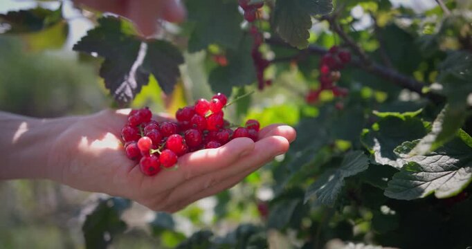 Rote Johannisbeerrispe wird gepfl&uuml;ckt und in die Hand gelegt &ndash; Sommerernte im Sonnenschein