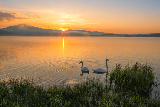 Pair of white mute swans on a calm lake at golden sunrise with mountains in the background
