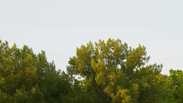 trees swinging on the gentle wind, breeze, leafs, green, forest, nature