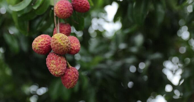 Red lychee fruits on the tree