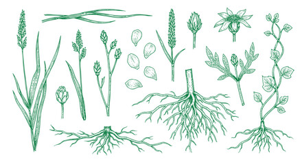 Detailed botanical line art set showing various types of leaves and a berry branch for classic nature-inspired illustrations and design work. © bow